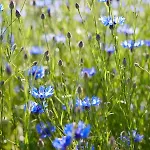 Relais & Chateaux Bij Jef 5*