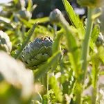 Relais & Chateaux Bij Jef デン・ホールン